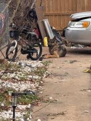 Found/Stray Male Dog last seen Cherokee hills parks, warr acres, OK, Warr Acres, OK 73122