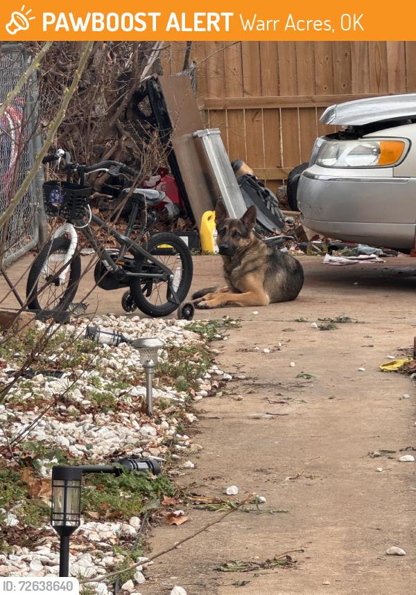 Found/Stray Male Dog last seen Cherokee hills parks, warr acres, OK, Warr Acres, OK 73122