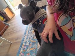 Found/Stray Female Dog last seen W Illinois Ave & Henley Streets, Southern Pines, NC 28387