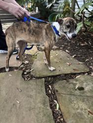 Found/Stray Female Dog last seen Augusta rd & n est, Greenville, SC 29605
