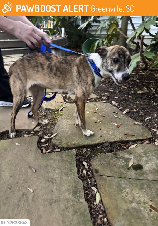 Found/Stray Female Dog last seen Augusta rd & n est, Greenville, SC 29605