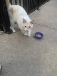 Found/Stray Unknown Cat last seen Great Hills Trail and Capital of Texas Highway, Austin, TX 78759