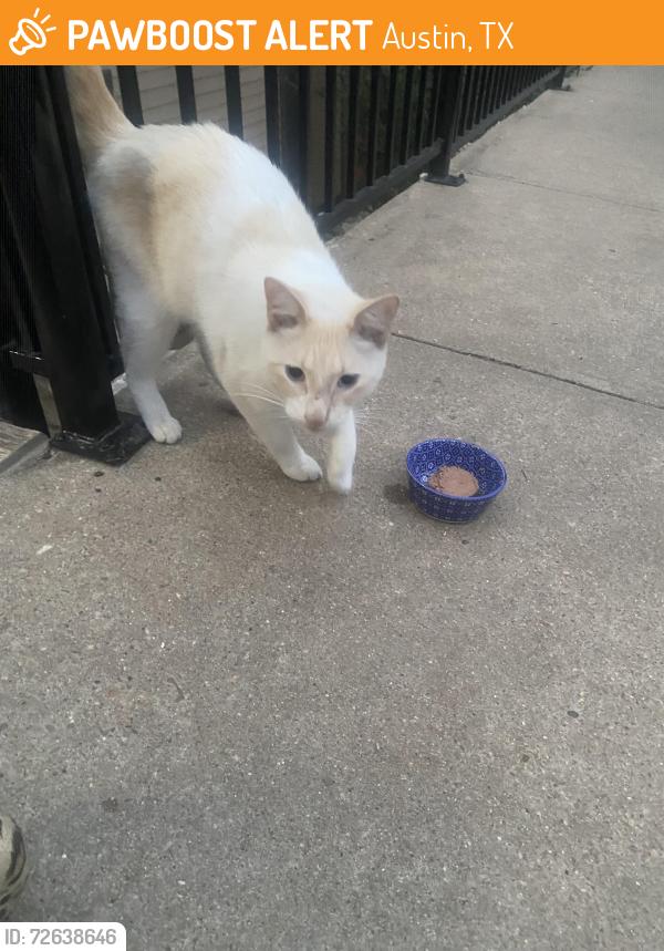 Found/Stray Unknown Cat last seen Great Hills Trail and Capital of Texas Highway, Austin, TX 78759