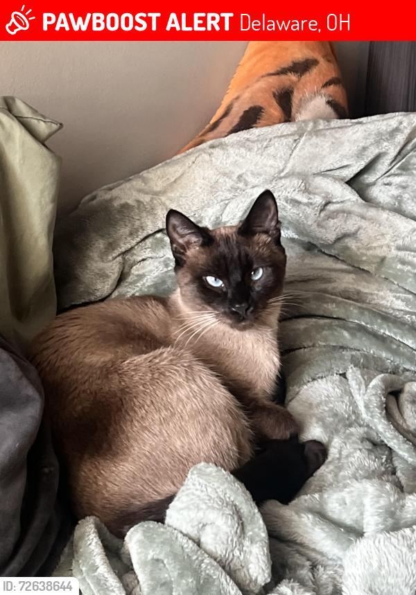 Lost Female Cat last seen richwood bank, Delaware, OH 43015