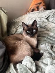 Lost Female Cat last seen richwood bank, Delaware, OH 43015