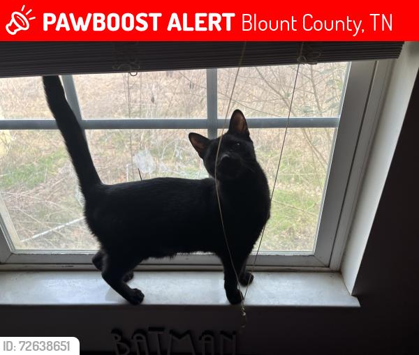 Lost Male Cat last seen Sims/gamble heritage high school , Blount County, TN 37804
