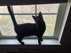 Lost Male Cat last seen Sims/gamble heritage high school , Blount County, TN 37804