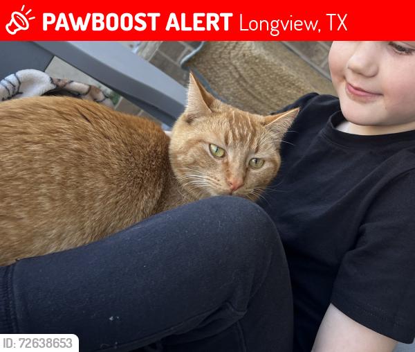 Lost Female Cat last seen McCann and George Richey , Longview, TX 75605