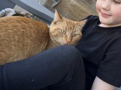 Lost Female Cat last seen McCann and George Richey , Longview, TX 75605