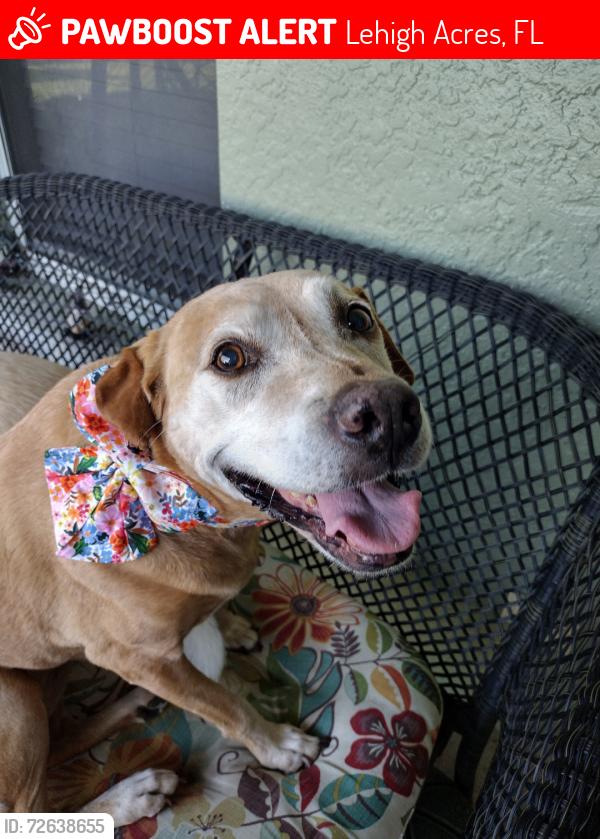 Lost Female Dog last seen Chapel Ave, Lehigh Acres, FL 33971