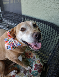 Lost Female Dog last seen Chapel Ave, Lehigh Acres, FL 33971