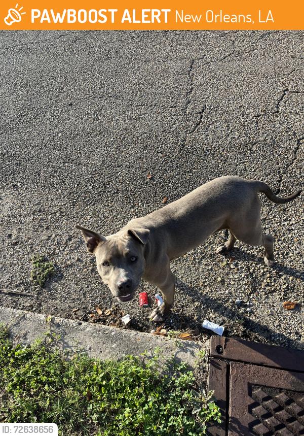 Found/Stray Female Dog last seen Law St near Lincoln Ct, New Orleans, LA 70119