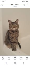 Lost Female Cat last seen Barefoot Rd, Fayetteville, NC 28306