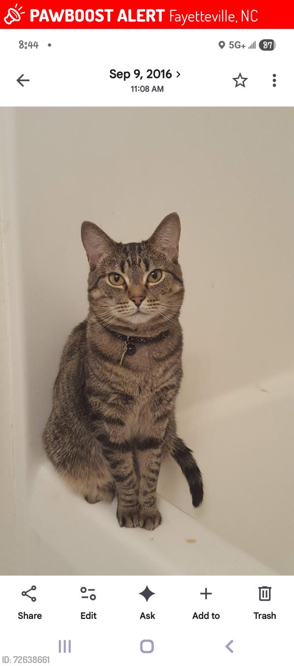 Lost Female Cat last seen Barefoot Rd, Fayetteville, NC 28306