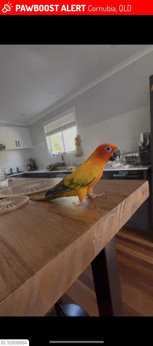 Lost Male Bird last seen beenleigh-redland bay road BP, Cornubia, QLD 