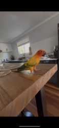 Lost Male Bird last seen beenleigh-redland bay road BP, Cornubia, QLD 