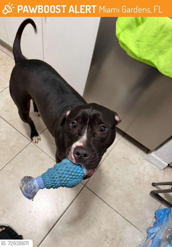 Found/Stray Female Dog last seen Country club Miami Lakes , Miami Gardens, FL 33015
