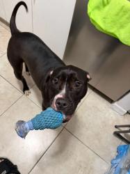 Found/Stray Female Dog last seen Country club Miami Lakes , Miami Gardens, FL 33015