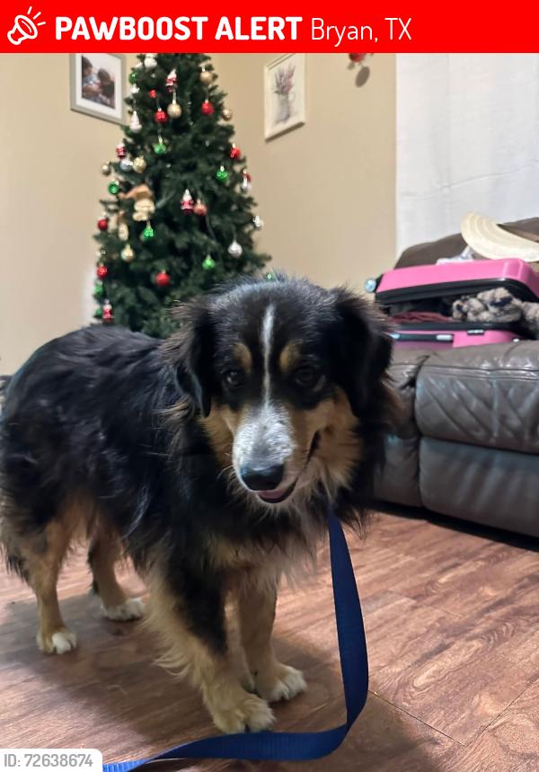 Lost Female Dog last seen Near berger dr, Bryan, TX 77802