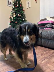 Lost Female Dog last seen Near berger dr, Bryan, TX 77802