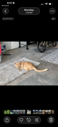 Lost Male Cat last seen Crooked tree trail Deland Florida , DeLand, FL 32724