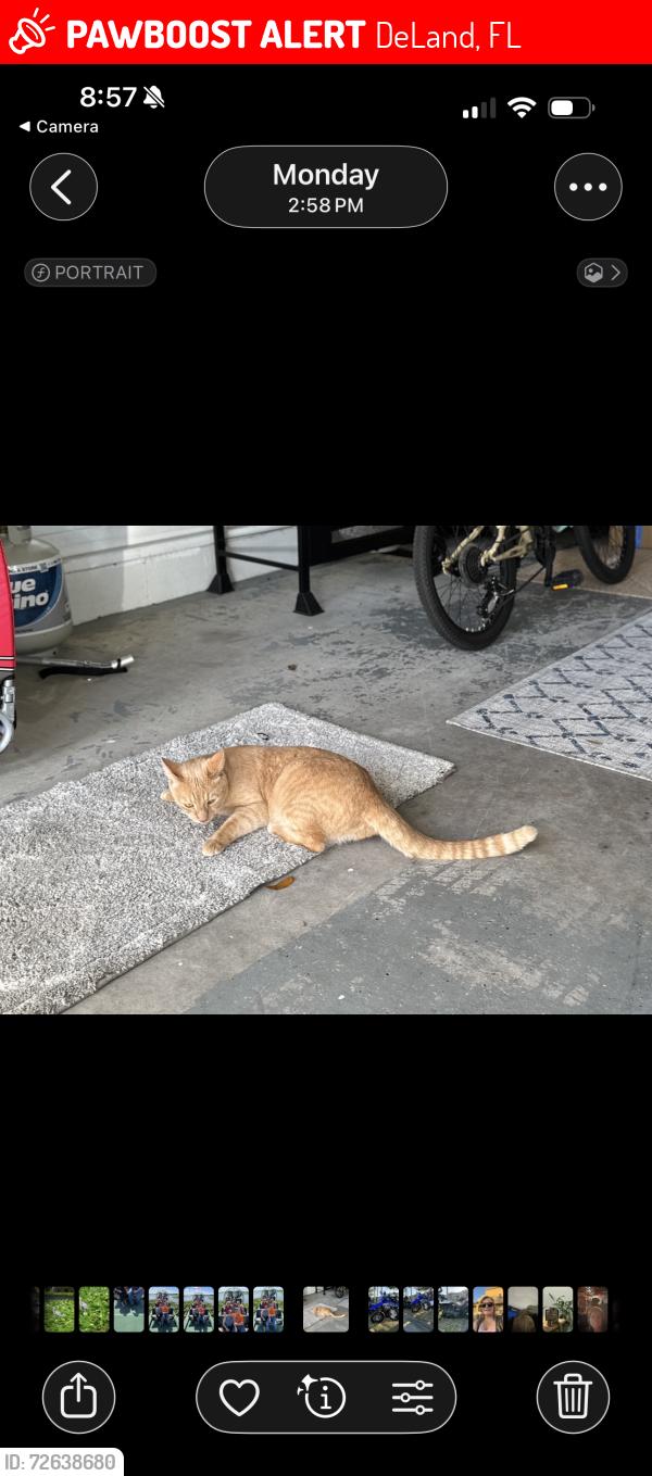 Lost Male Cat last seen Crooked tree trail Deland Florida , DeLand, FL 32724