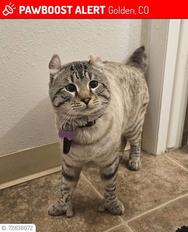 Lost Male Cat last seen A st and Zodiac St, Golden Terrace neighborhood, Golden, CO 80401