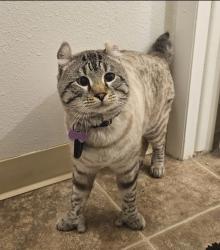 Lost Male Cat last seen A st and Zodiac St, Golden Terrace neighborhood, Golden, CO 80401