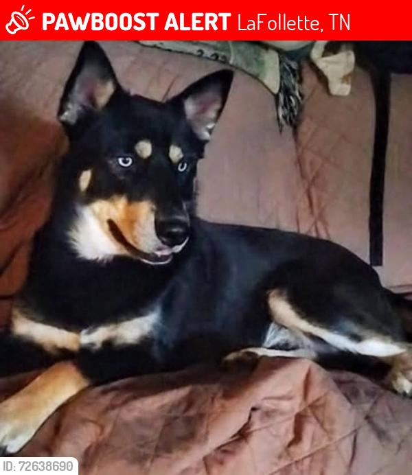 Lost Male Dog last seen W Forrest N15th St Lafollette TN 37766, LaFollette, TN 37766