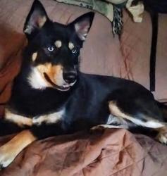 Lost Male Dog last seen W Forrest N15th St Lafollette TN 37766, LaFollette, TN 37766