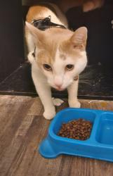 Lost Male Cat last seen Bonnie view  persimmon , Dallas, TX 75241