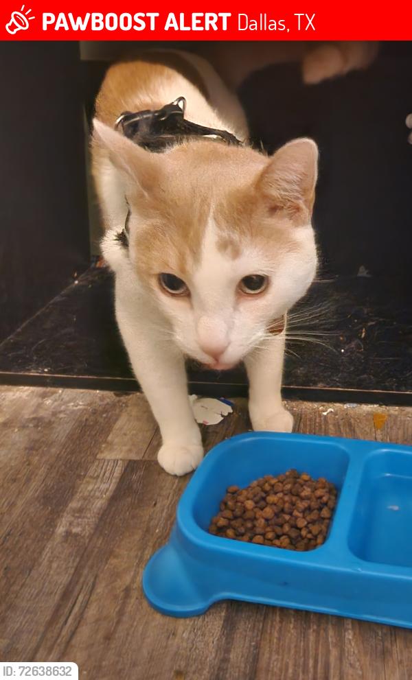 Lost Male Cat last seen Bonnie view  persimmon , Dallas, TX 75241