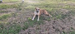 Found/Stray Male Dog last seen Nails Creek Road , Rockford, TN 37853