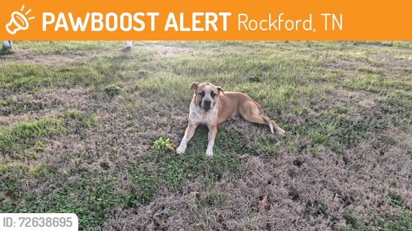 Found/Stray Male Dog last seen Nails Creek Road , Rockford, TN 37853