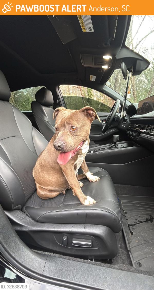 Found/Stray Female Dog last seen E Mauldin st and n main st Anderson , Anderson, SC 29625