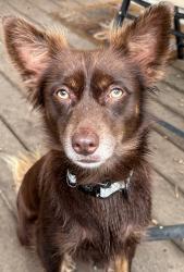 Lost Male Dog last seen Fleming rd and Panther Dr , Gate City, VA 24251
