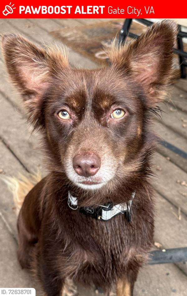 Lost Male Dog last seen Fleming rd and Panther Dr , Gate City, VA 24251