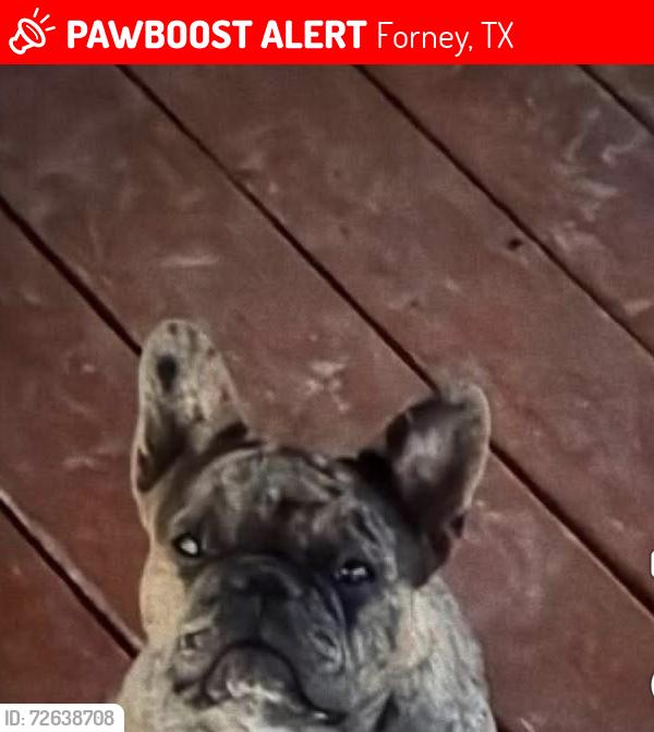 Lost Female Dog last seen Near Branch St. forney, Texas., Forney, TX 75126