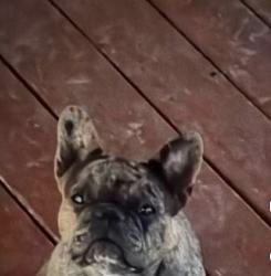 Lost Female Dog last seen Near Branch St. forney, Texas., Forney, TX 75126