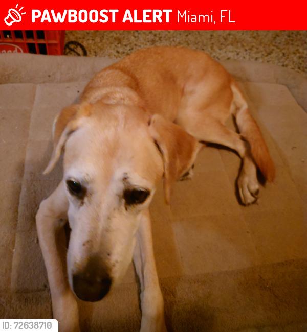 Lost Female Dog last seen NW 2nd Ave & NW 159th St., Miami, FL 33169