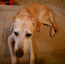 Lost Female Dog last seen NW 2nd Ave & NW 159th St., Miami, FL 33169
