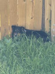 Found/Stray Unknown Dog last seen Robertson and Spain in the grass of an open fenced yard, New Orleans, LA 70117