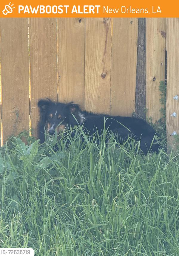 Found/Stray Unknown Dog last seen Robertson and Spain in the grass of an open fenced yard, New Orleans, LA 70117