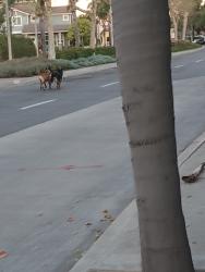 Found/Stray Male Dog last seen Main and McFadden, Santa Ana, CA 92707