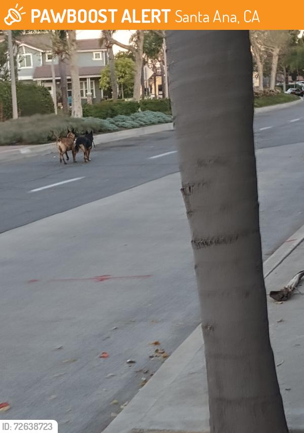 Found/Stray Male Dog last seen Main and McFadden, Santa Ana, CA 92707