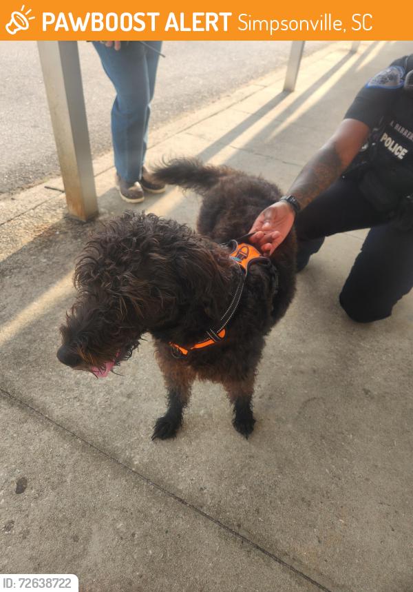 Found/Stray Unknown Dog last seen Hillcrest Middle School, Simpsonville, SC 29681