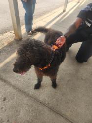 Found/Stray Unknown Dog last seen Hillcrest Middle School, Simpsonville, SC 29681