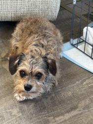 Lost Male Dog last seen Milsboro, Millsboro, DE 19966
