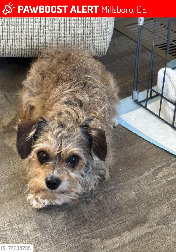 Lost Male Dog last seen Milsboro, Millsboro, DE 19966