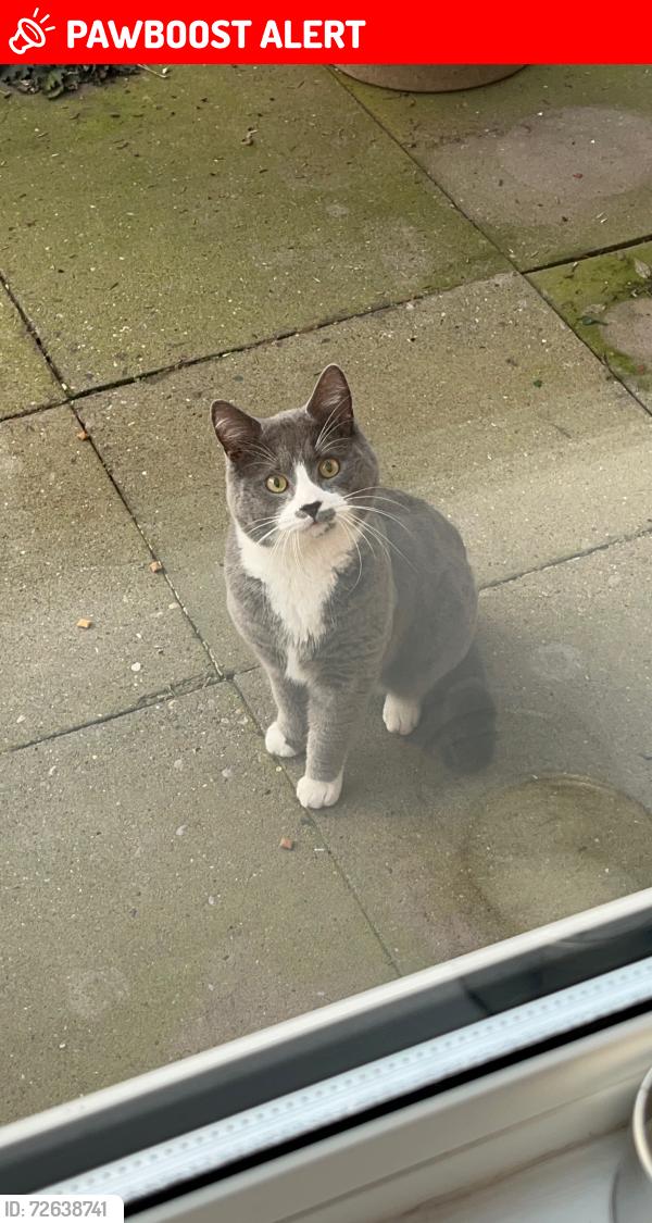 Lost Male Cat last seen Moses gate train station , Farnworth, England BL4 7TS